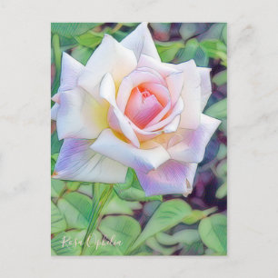 Rosa Ophelia [Postcard] Postcard