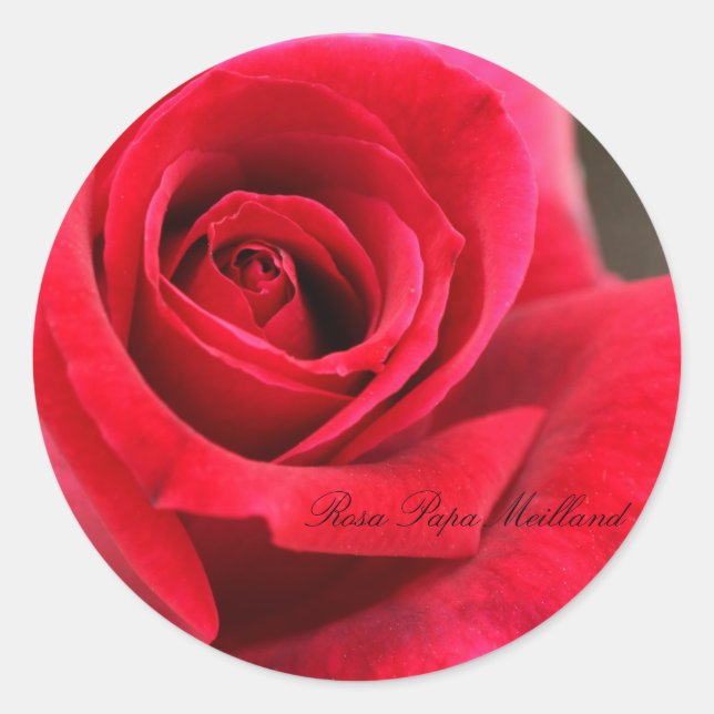 Rosa Papa Meilland Classic Round Sticker (Front)