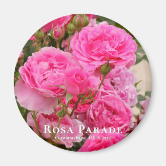 Rosa Parade マグネット Magnet