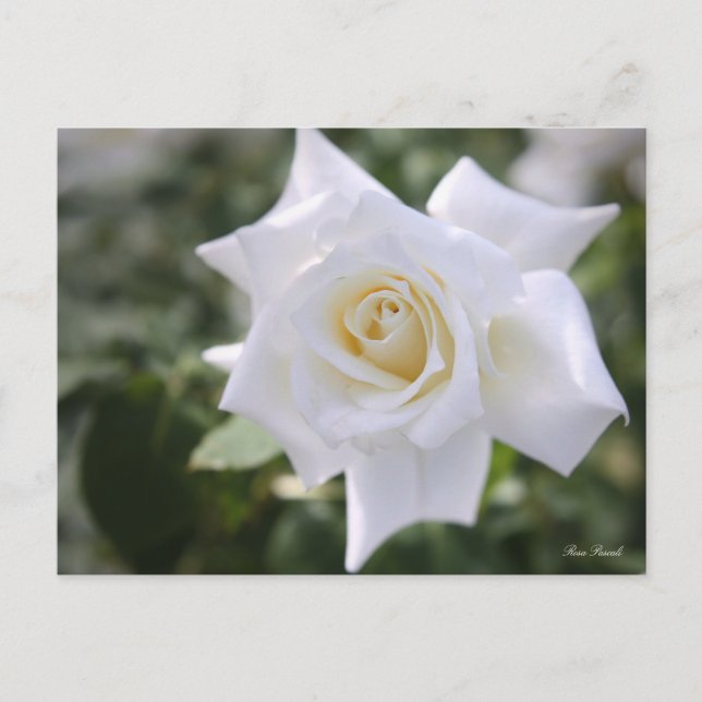 Rosa Pascali : Carte postale (Devant)