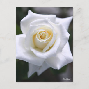 Rosa Pascali:Postcard Postcard