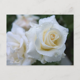 Rosa Pascali [Postcard] Postcard