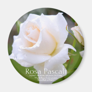 Rosa Pascali [Round Magnet] Magnet