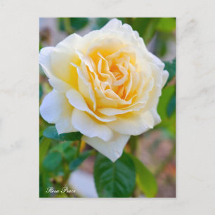 Rosa Peace Postcard