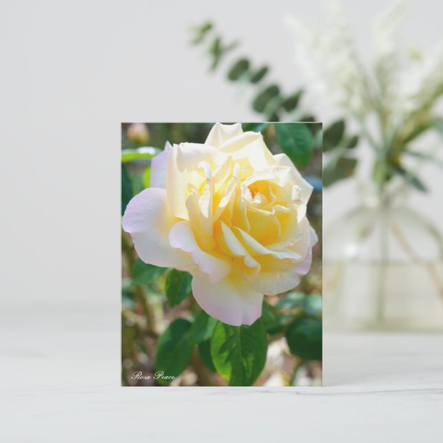 Rosa Peace Postcard (Standing Front)