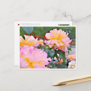 Rosa Peace Postcard