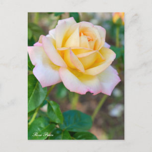 Rosa Peace Postcard