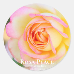 Rosa Peace [Round Seal] Classic Round Sticker