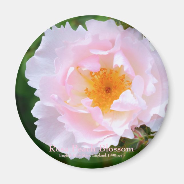 Rosa Peach Blossom [Round Magnet] Magnet (Front)