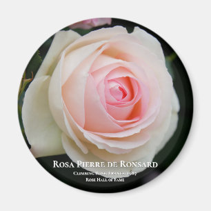 Rosa Pierre de Ronsard Magnet