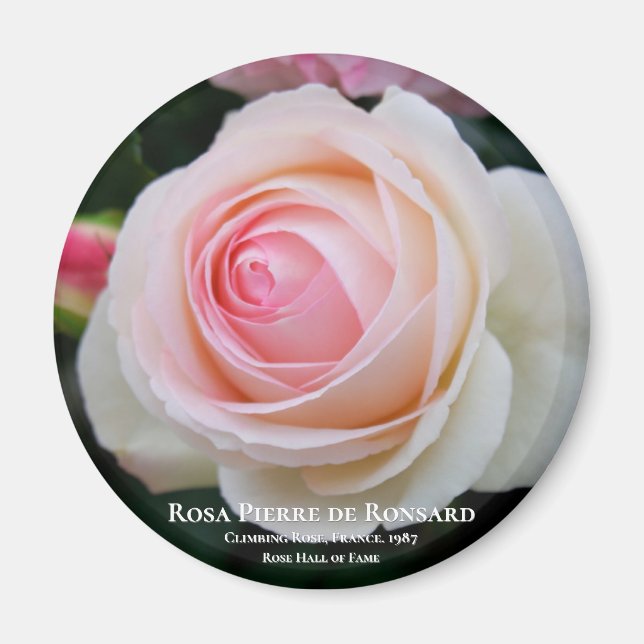 Rosa Pierre de Ronsard Magnet (Front)