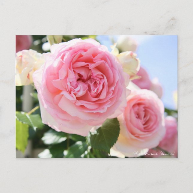 Rosa Pierre de Ronsard：Postcard Postcard (Front)