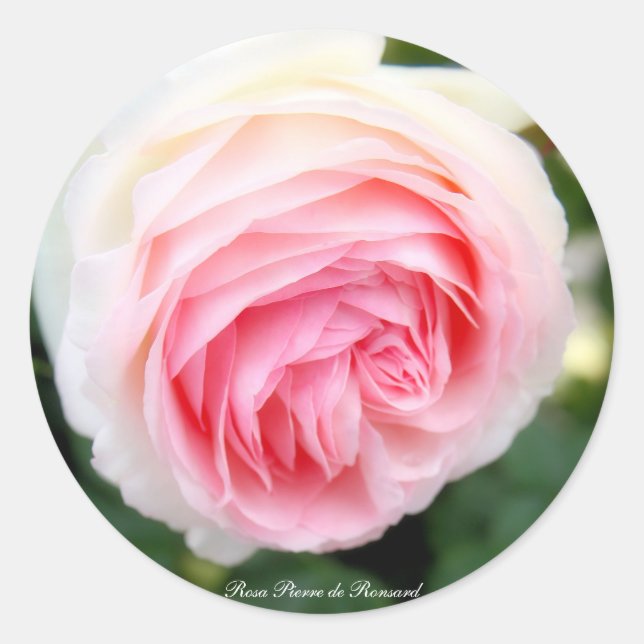Rosa Pierre de Ronsard:Round Seal (Front)