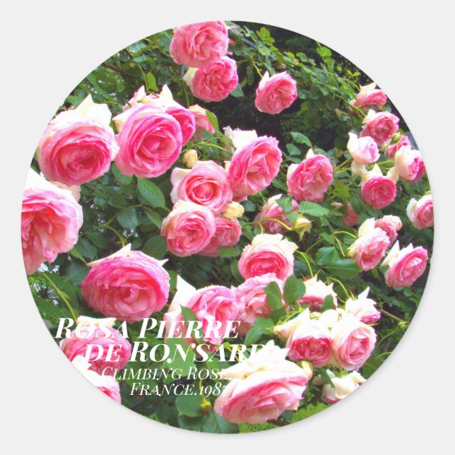 Rosa Pierre de Ronsard [Round Seal] ラウンドシール Classic Round Sticker (Front)