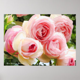Rosa Pierre de Ronsard:Value Poster Paper