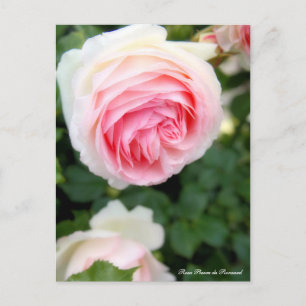 Rosa Pierre de Ronsard (ver. 2.0) : Carte postale