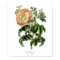 Rosa pimprenelle