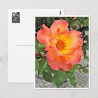Rosa Playboy