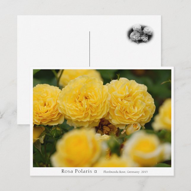 Rosa Polaris α Postcard (Front/Back)