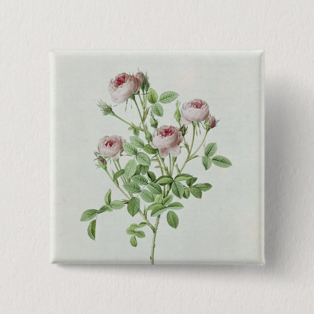Rosa Pomponia, from 'Les Roses' 2 Inch Square Button (Front)