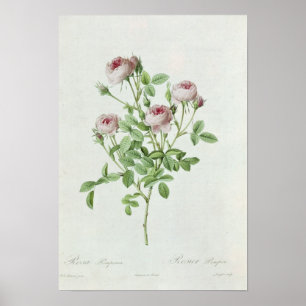 Rosa Pomponia, from 'Les Roses' Poster