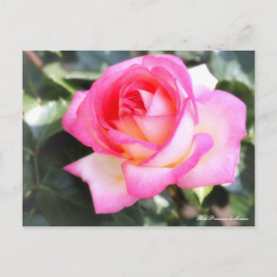 Rosa Princesse de Monaco : Carte postale