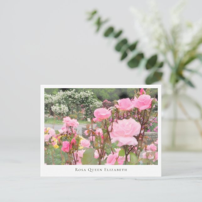 Rosa Queen Elizabeth Postcard (Standing Front)