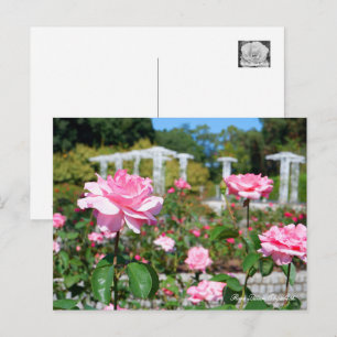 Rosa Queen Elizabeth Postcard