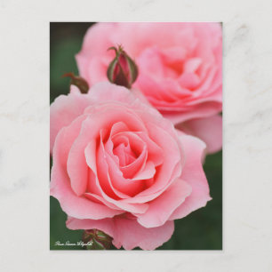Rosa Queen Elizabeth:Postcard Postcard