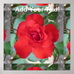 Rosa Roja Flor Poster
