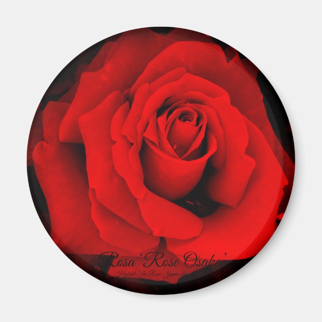 Rosa ‘Rose Osaka’：Round Magnet (Front)