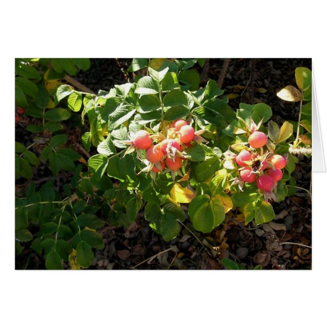 Rosa Rugosa (Front Horizontal)