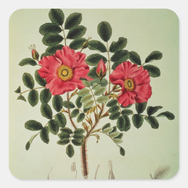 Rosa rugosa, from 'Flora Japonica' Square Sticker (Front)