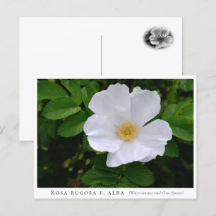 Rosa rugosa postcard