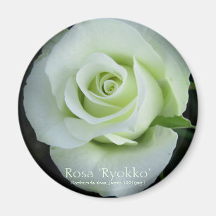 Rosa‘Ryokko’:Round Magnet