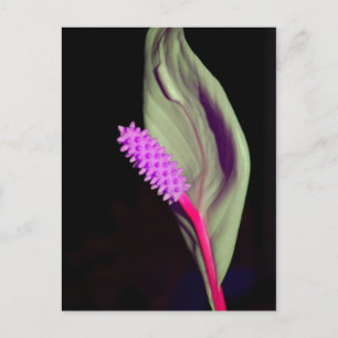 Rosa Schönheit Postcard