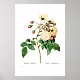 Rosa semperflorens;Adelaide d'Orleans Poster