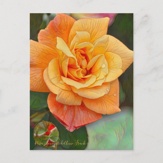 Rosa Souvenir de Anne Frank [Postcard] Postcard (Front)