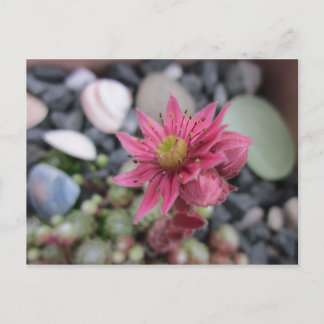 Rosa Steingartenblüte Postcard