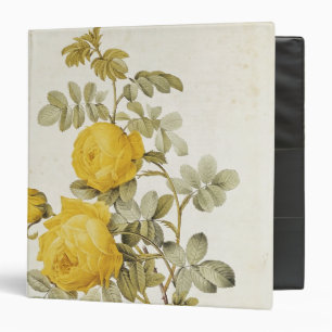Rosa Sulfurea from 'Les Roses' Binder