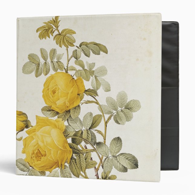 Rosa Sulfurea  from 'Les Roses' Binder (Front/Inside)