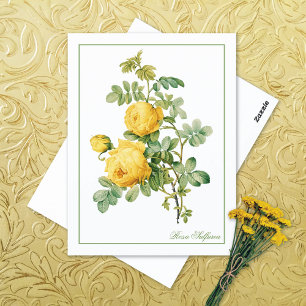 Rosa Sulfurea Pierre-Joseph Redouté Postcard
