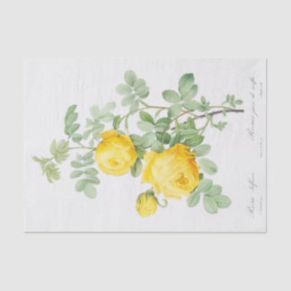 Rosa sulfurea tissue paper