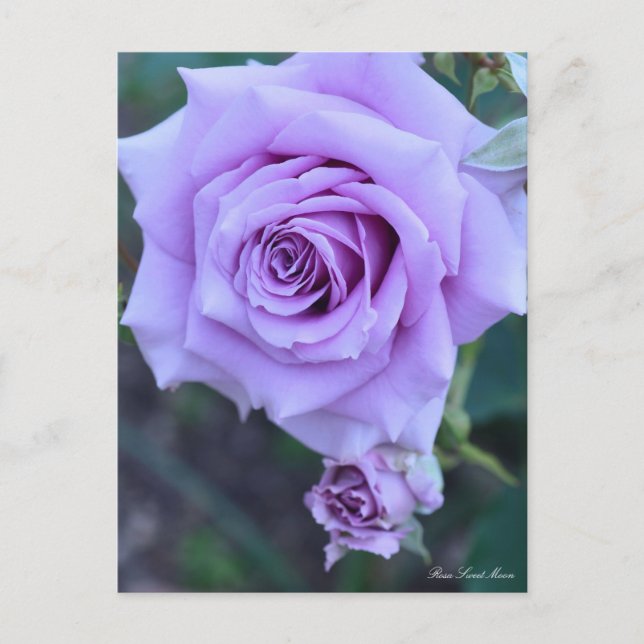 Rosa Sweet Moon：Postcard Postcard (Front)