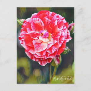 Rosa Tiger Tail [Postcard] Postcard