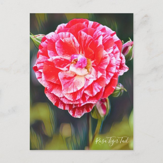 Rosa Tiger Tail [Postcard] Postcard (Front)