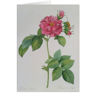 Rosa Turbinata, from ,Les Roses', Vol 1, 1817