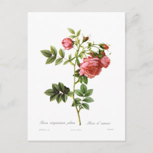 Rosa virginiana plena postcard