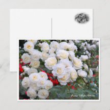 Rosa White Arrow