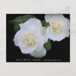 Rosa White Arrow Postcard